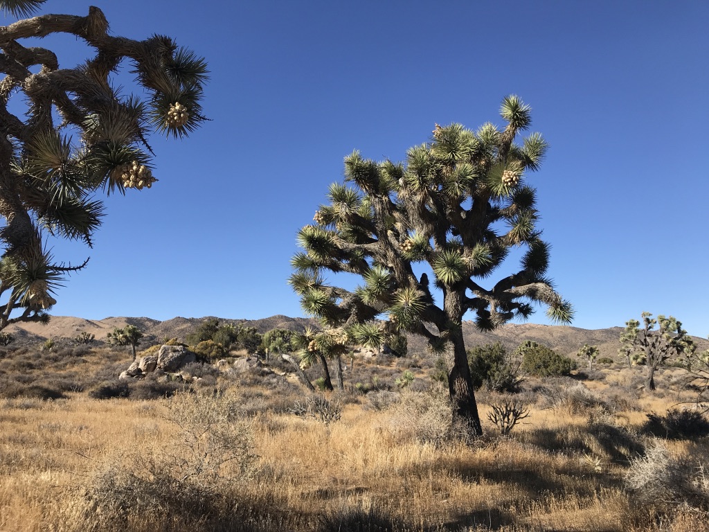 UNADJUSTEDNONRAW_thumb_2633