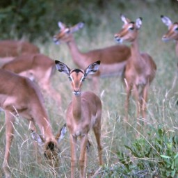 Tales from Africa:  Paddling the Zambezi and climbing Kilimanjaro