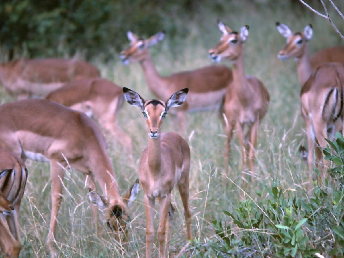 Tales from Africa:  Paddling the Zambezi and climbing Kilimanjaro