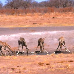 Zimbabwe – Part 2: Mining, Safaris and Corruption (1994 to 1995)